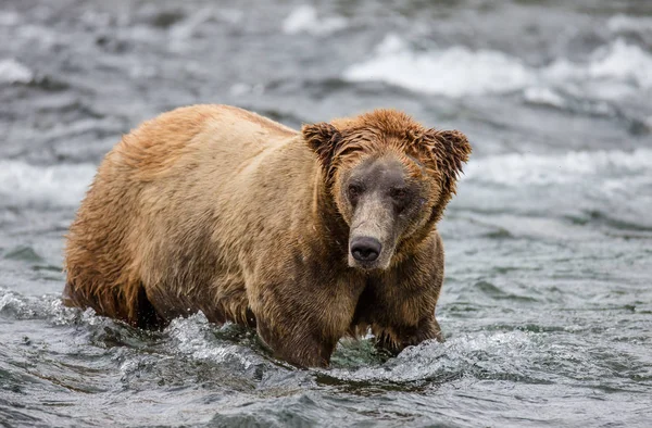 Oso pardo en río de montaña — Foto de Stock