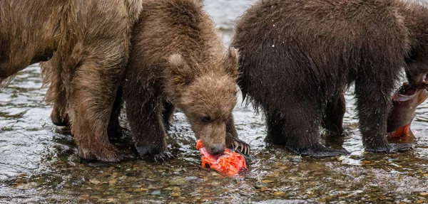 Cachorros comiendo salmón —  Fotos de Stock