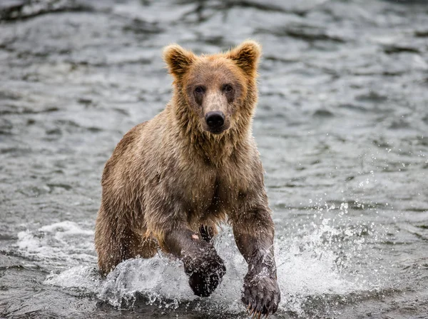 Oso corriendo en el agua —  Fotos de Stock