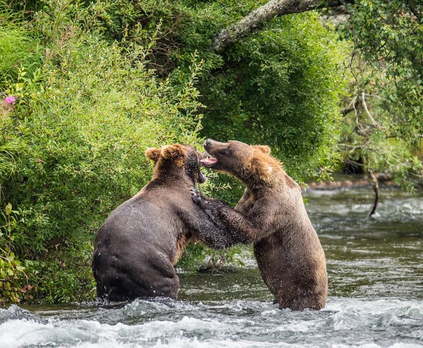 Ursos brincando uns com os outros — Fotografia de Stock