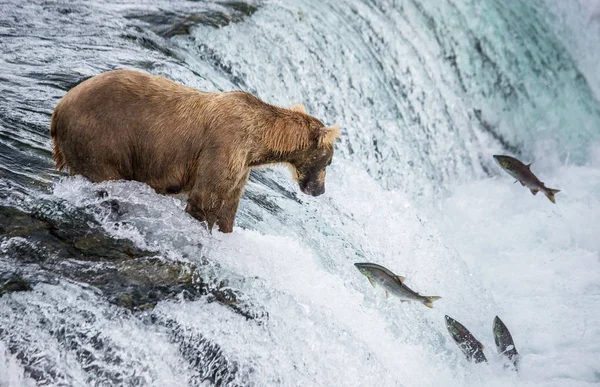 Oso pardo pescando salmón —  Fotos de Stock