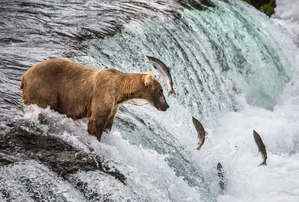 Braunbär fängt Lachs — Stockfoto