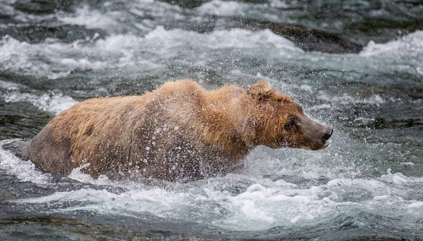 茶色のクマを振る水オフ — ストック写真