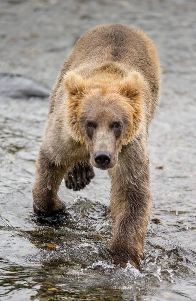 Бурый медведь в воде — стоковое фото