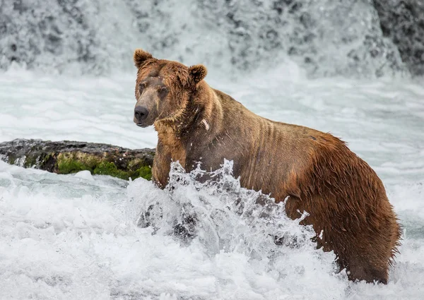 Orso bruno nel fiume di montagna — Foto Stock