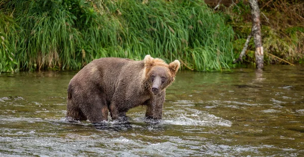 산 강에 갈색 곰 — 스톡 사진