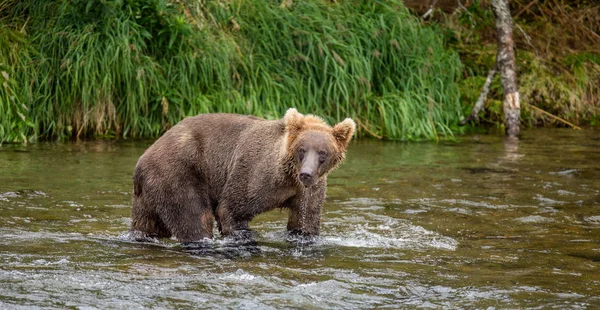 Urso castanho no rio da montanha — Fotografia de Stock