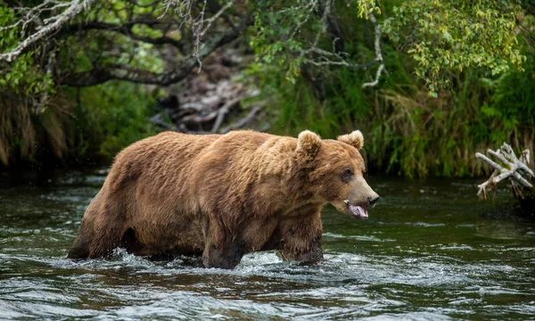 Ours brun dans la rivière de montagne — Photo