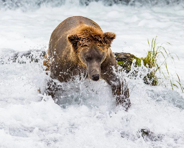 Oso pardo en el río —  Fotos de Stock