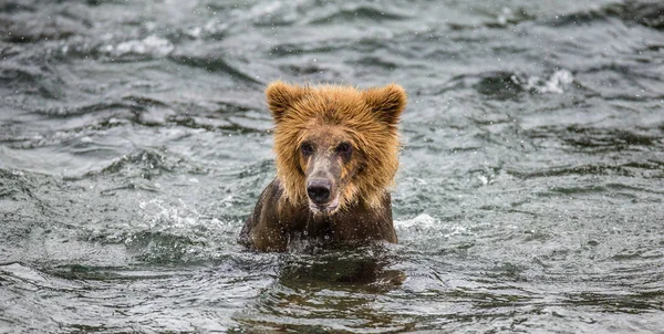 Oso marrón en el agua —  Fotos de Stock