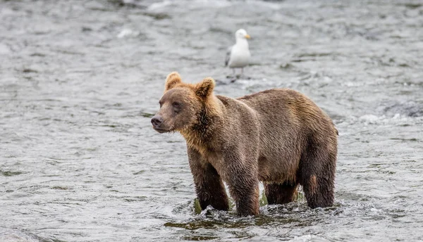 Brown bear in river — Stock Photo, Image