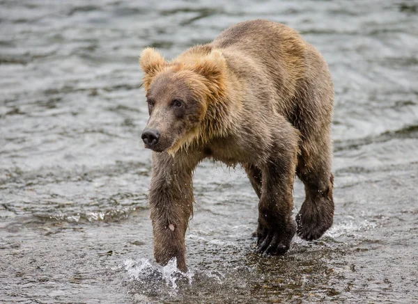 Medvěd hnědý ve vodě — Stock fotografie