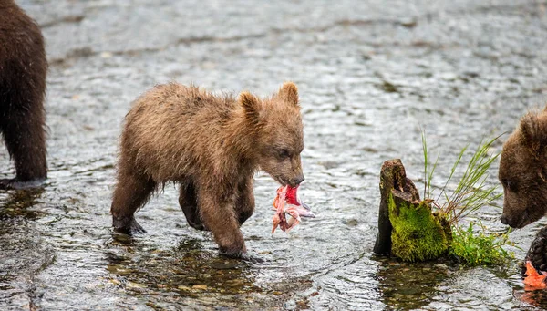 Cachorros comiendo salmón —  Fotos de Stock