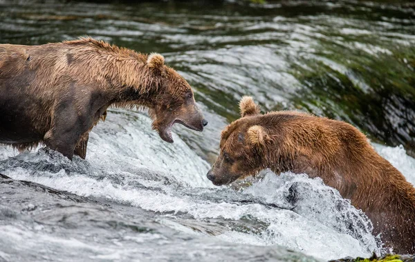 Dos osos pardos peleando —  Fotos de Stock