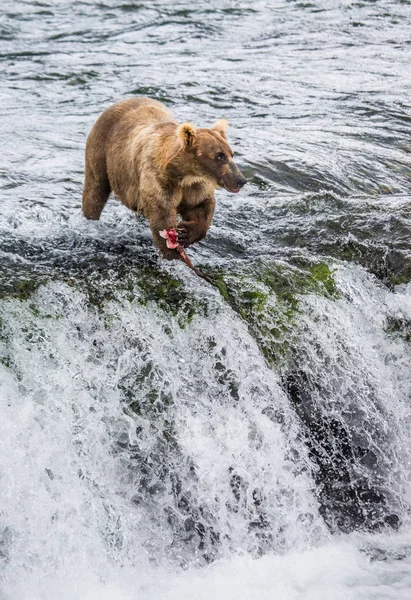 Urso castanho no rio — Fotografia de Stock