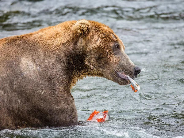 Oso comiendo salmón — Foto de Stock