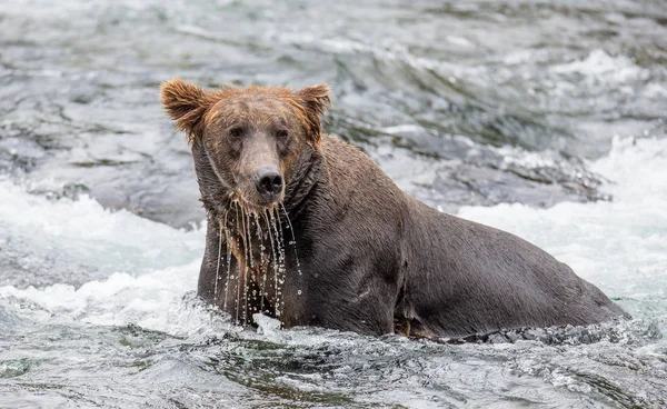 Oso pardo en el río — Foto de Stock