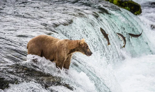 Braunbär fängt Lachs — Stockfoto