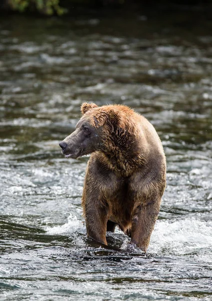 Urso castanho no rio — Fotografia de Stock