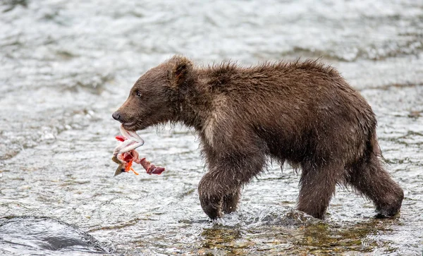 Cub eating salmon — Stock Photo, Image