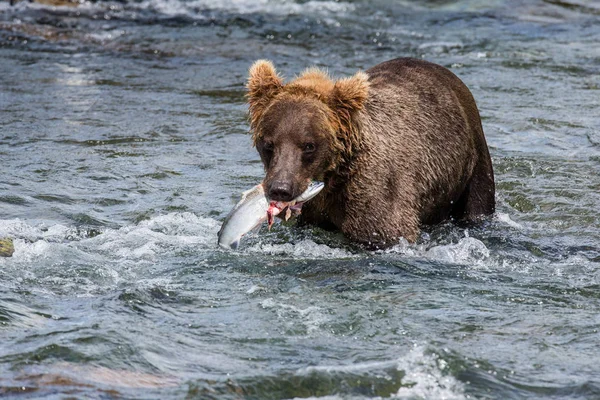 Medvěd hnědý s losos — Stock fotografie