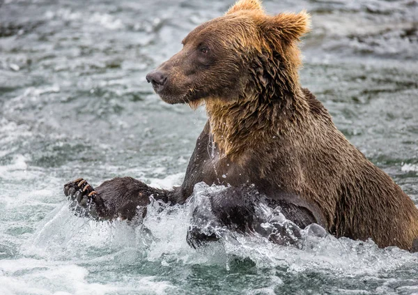 Boz ayı su — Stok fotoğraf