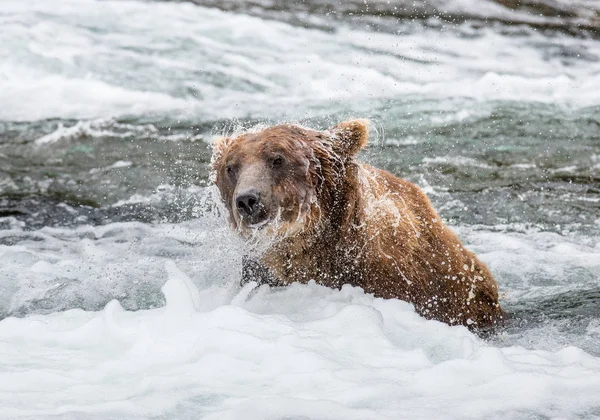 Brown bear shakes off water — Stock Photo, Image