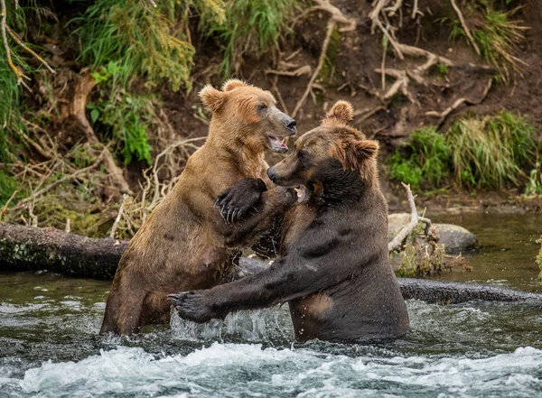 Dos osos pardos peleando —  Fotos de Stock