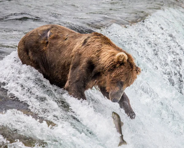 Niedźwiedź brunatny łosoś łowienie — Zdjęcie stockowe