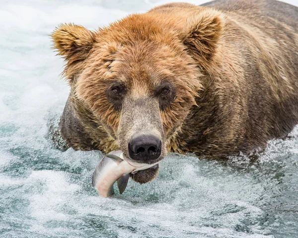 Medvěd jíst lososa — Stock fotografie