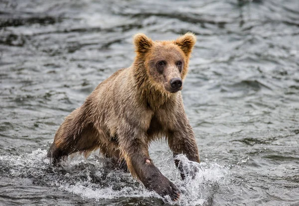 Bear running in water — Stock Photo, Image