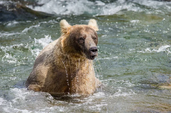 Brunbjörn i floden — Stockfoto