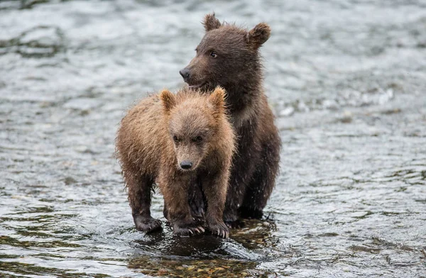 Cubs eating salmon — Stock Photo, Image