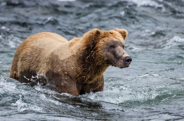 Oso pardo en el río — Foto de Stock