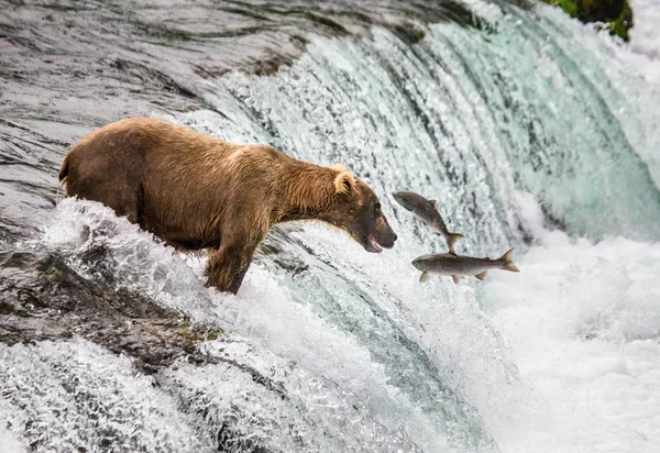 Urso pardo captura salmão — Fotografia de Stock