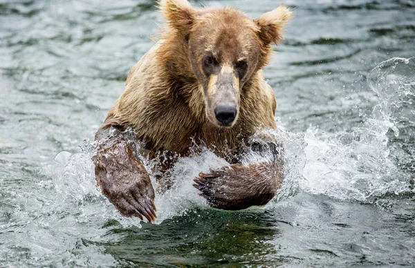 bear running in water