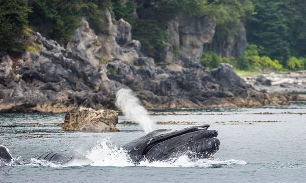 Ballena jorobada dejando salir la fuente — Foto de Stock