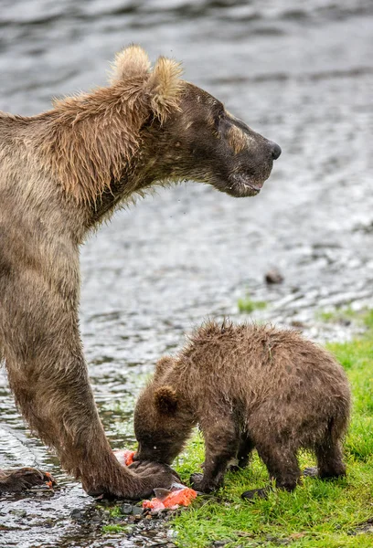 Μητέρα καφέ αρκούδα με cub — Φωτογραφία Αρχείου