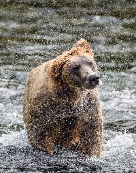Medvěd hnědý setřásá vody — Stock fotografie
