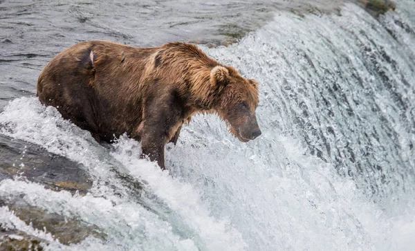 Καφέ αρκούδα στο ποτάμι — Φωτογραφία Αρχείου