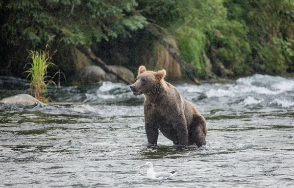 Orso bruno nel fiume — Foto Stock