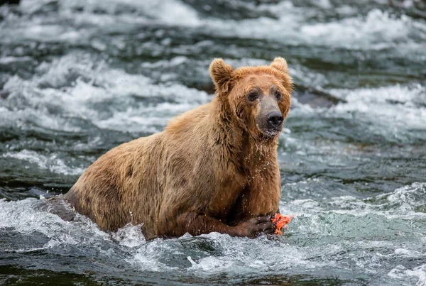 Καφέ αρκούδα που τρέφεται με σολομό — Φωτογραφία Αρχείου