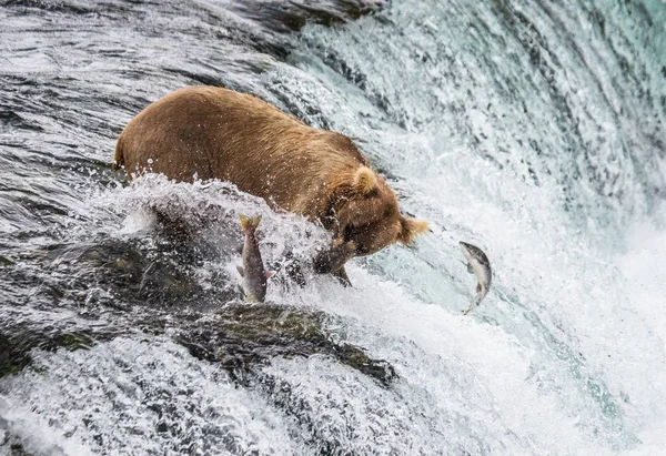 Braunbär fängt Lachs — Stockfoto