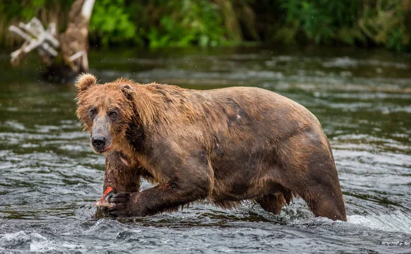 Brown bear eating salmon