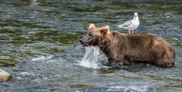 Urso castanho com gaivota — Fotografia de Stock