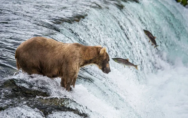 Bruine beer in het vangen van zalm — Stockfoto