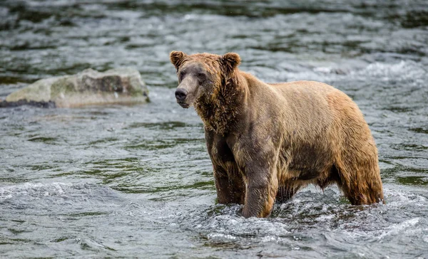 Brunbjörn i floden — Stockfoto