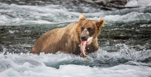 Medvěd jíst lososa — Stock fotografie