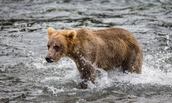 Медведь бежит в воде — стоковое фото