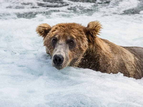 Medvěd hnědý v řece — Stock fotografie